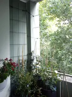 DSC00496.webp