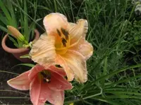 002.webp