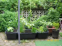 Kübel 100_1014 (Large).webp