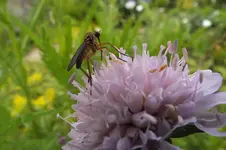2012_0615Frühling0010.webp