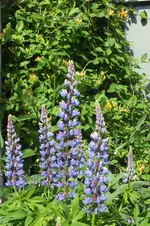 2012_0614Frühling0010.webp