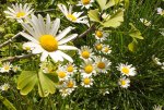 2012_0614Frühling0032.jpg