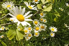 2012_0614Frühling0032.webp