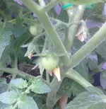 TomatensalatGerettet.webp