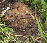 DSC02876 - 2012-06-16 - ameisennest.webp