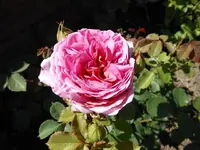 k-DSCN0018.webp