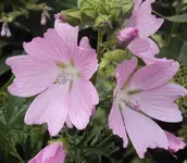 DSC02879 - 2012-06-16 - moschusmalven.webp