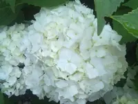 16062012590.webp