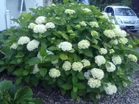 16062012594.webp