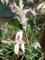 030.webp