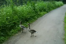Gänse2.webp