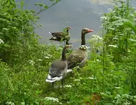 Gänse1.webp