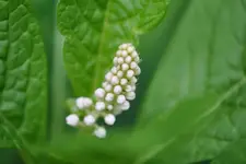 Unbekannte Gartenpflanze 1.webp