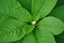 Unbekannte Gartenpflanze 2.webp
