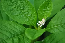 Unbekannte Gartenpflanze 3.webp