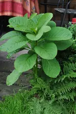 Unbekannte Gartenpflanze 4.webp