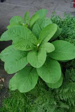 Unbekannte Gartenpflanze 5.webp