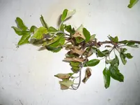 Apfel Krankheit 2.webp