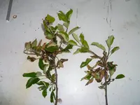 Apfel Krankheit 1.webp