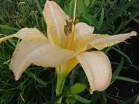 003.webp