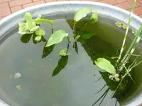 Wanne.webp