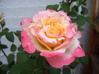 101_6819.webp