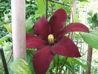 2012_0611juni120001.webp