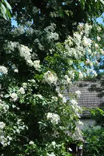 DSC_0196.webp