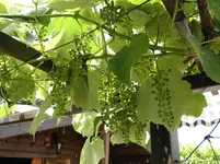P6170313.webp