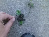 DSC00535.webp DSC00535.webp