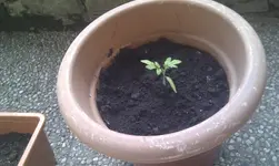 IMAG0062.webp