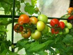 Tomatenernte 023.jpg