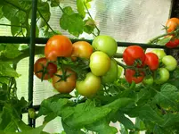 Tomatenernte 023.webp