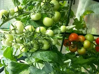 Tomatenernte 024.webp