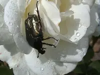 07. Kapha - Früh am Morgen den Tau genießen.webp 07. Kapha - Früh am Morgen den Tau genießen.webp