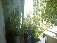 DSC00502.webp