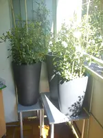 DSC00504.webp