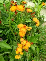 Unbekannt_275.webp