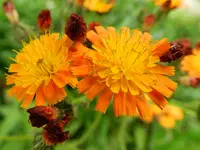 Unbekannt_277.webp