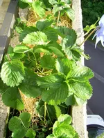 PIC_0026.webp