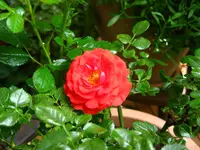 IMG_3352.webp