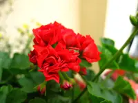 IMG_3357.webp