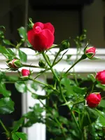 IMG_3384.webp