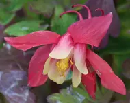 späte Akelei 120617.webp