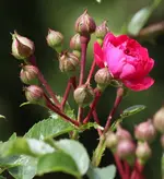 Excelsa 120617.webp