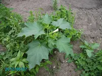PICT0021.webp
