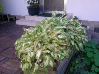 P170612_09.52.webp