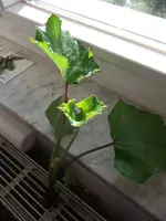 DSCF0600.webp