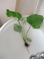 DSCF0601.webp