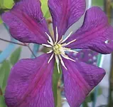 clematis.webp